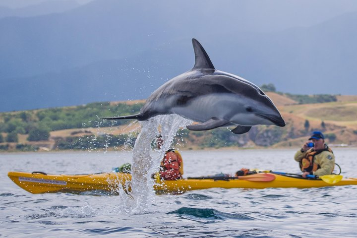 Wildlife Sea Kayaking Tour - Kaikoura - Photo 1 of 11